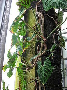 Philodendron verrucosum httpsuploadwikimediaorgwikipediacommonsthu