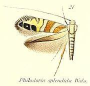 Philodoria httpsuploadwikimediaorgwikipediacommonsthu