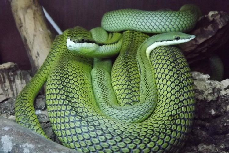 Philodryas baroni Wales Philodryas baroni Barons Racer Reptile Forums