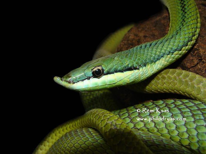 Philodryas baroni CalPhotos Philodryas baroni Baron39s Green Racer