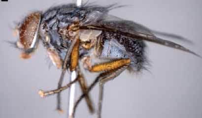 Philornis downsi Invasive Parasitic Fly on Galpagos Islands Probably Came from