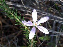 Philotheca salsolifolia httpsuploadwikimediaorgwikipediacommonsthu