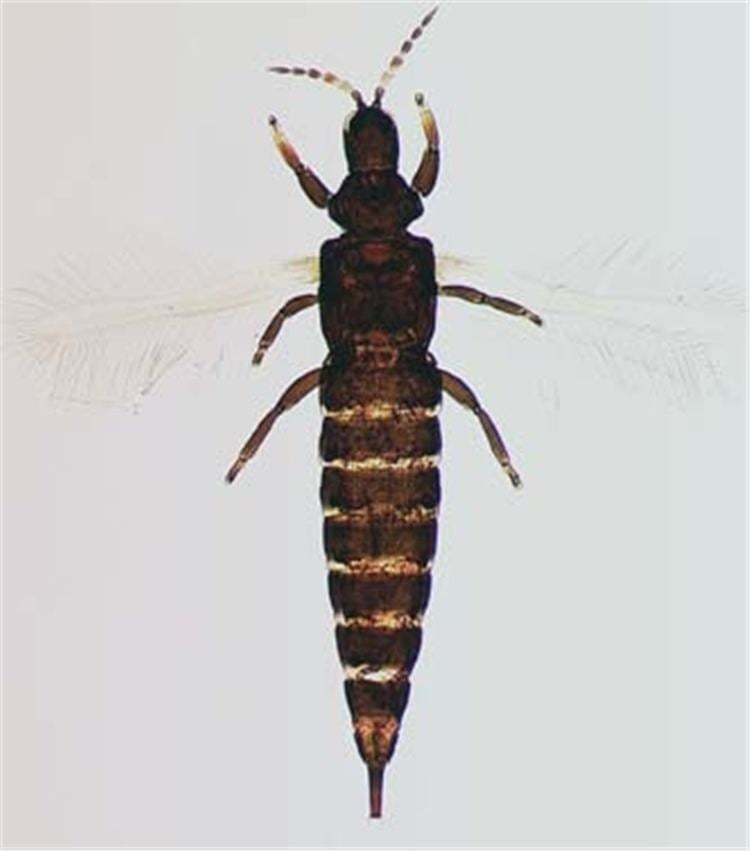 Phlaeothripidae Phlaeothripidae Identification Identifying Thrips World