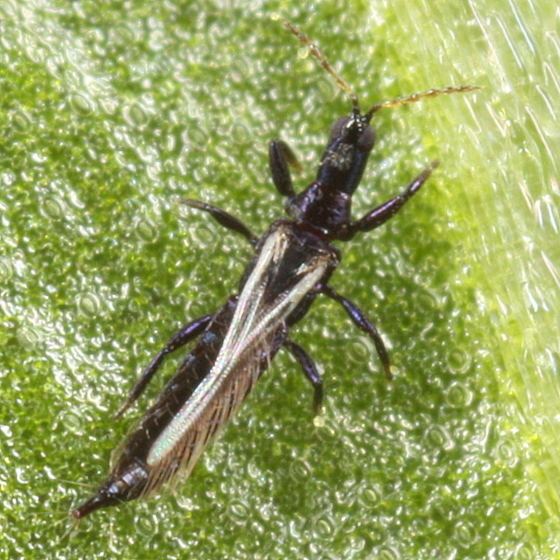 Phlaeothripidae Phlaeothripidae BugGuideNet