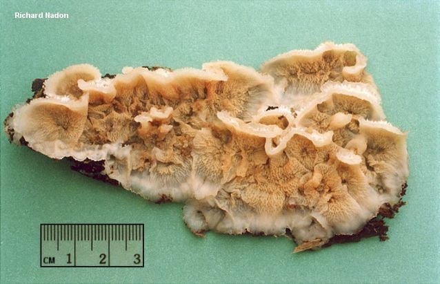 Phlebia Phlebia tremellosa MushroomExpertCom
