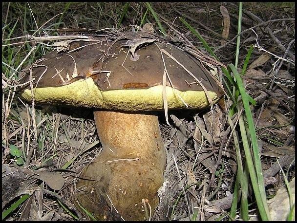 Phlebopus marginatus Australian Fungi A Blog 36 Phlebopus marginatus