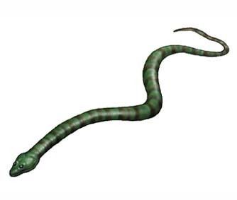 Phlegethontia The snakelike amphibian Phlegethontia 1871 The Evolution of
