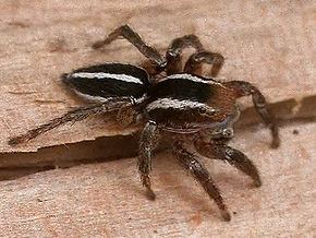 Phlegra (spider) httpsuploadwikimediaorgwikipediacommonsthu