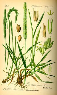 Phleum Timothygrass Wikipedia