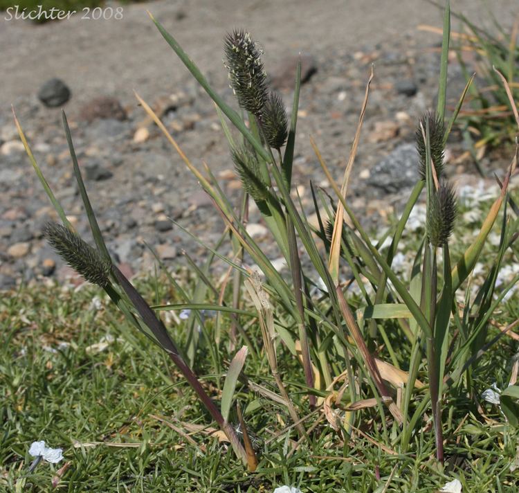 Phleum alpinum Timothy Mountain Timothy Phleum alpinum Synonyms Phleum alpinum