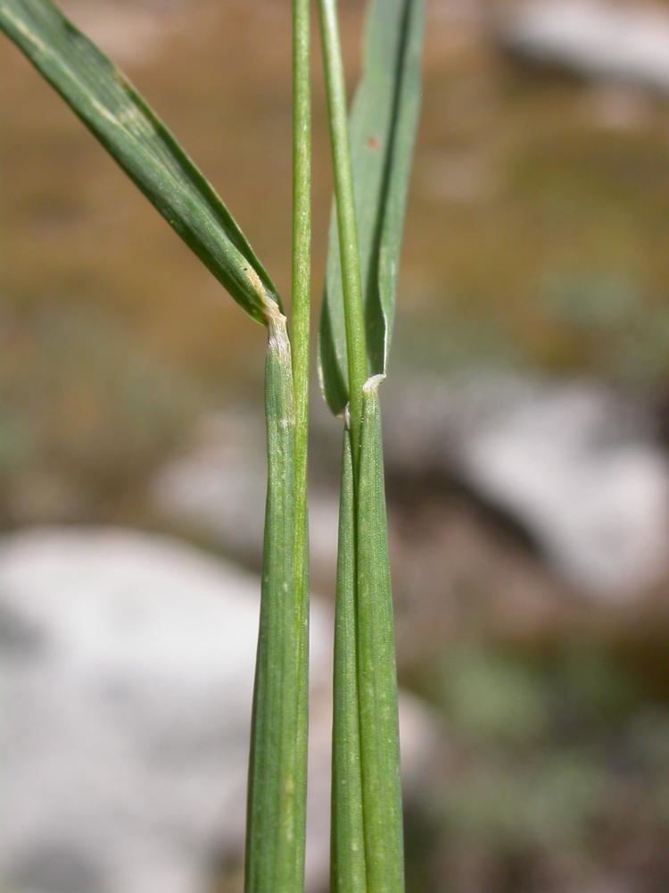 Phleum alpinum Phleum alpinum mountain Timothy Go Botany