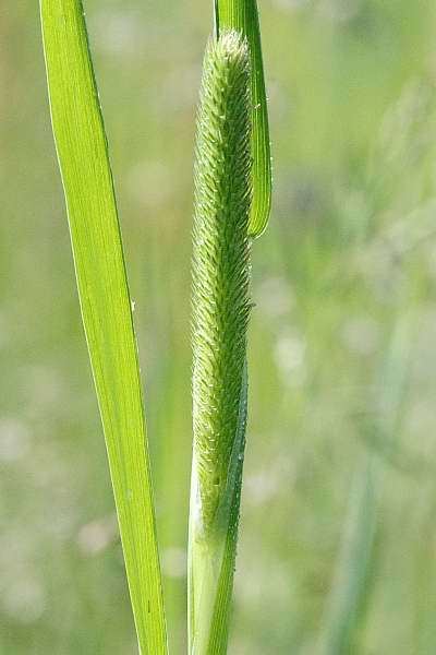 Phleum Phleum pratense Common timothy