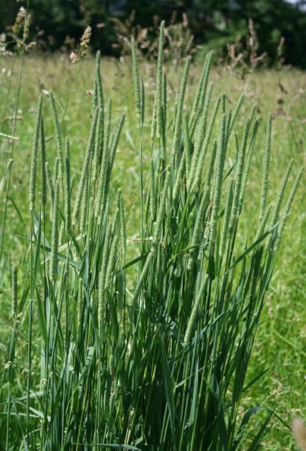 Phleum Timothy grass Phleum pratense Feedipedia