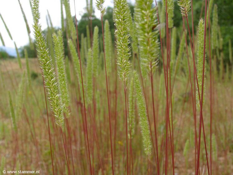 Phleum phleoides Nature Switched On 2007 June 16 amp 17 Saturday and Sunday