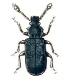 Phloeostichidae httpsuploadwikimediaorgwikipediacommons33
