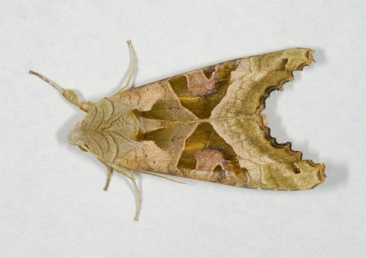 Phlogophora West Dunbartonshire Moth Blog Angle Shades Phlogophora meticulosa