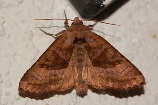 Phlogophora Phlogophora periculosa Brown Angle Shades Moth Discover Life mobile