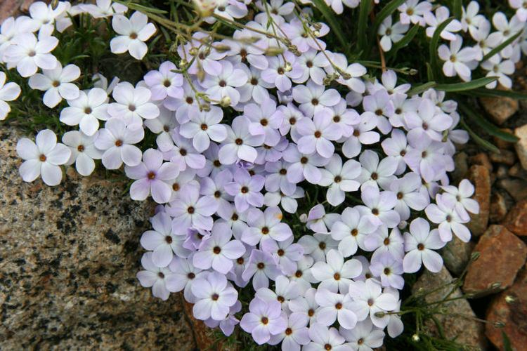 Phlox diffusa Yosemite Wildflowers Spreading Phlox Phlox diffusa