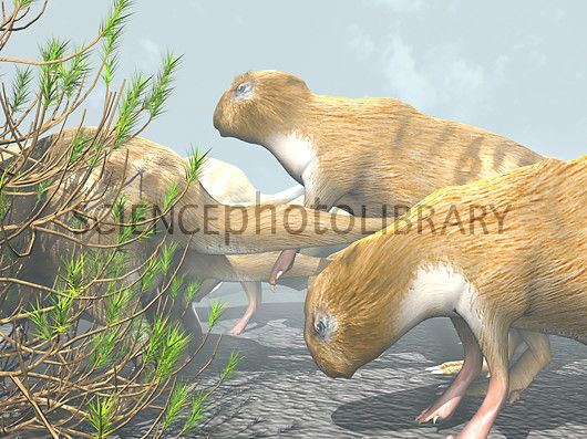 Phoberomys pattersoni Phoberomys pattersoni prehistoric rodent Stock Image E4450156
