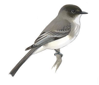 Black Phoebe Identification, All About Birds, Cornell Lab of