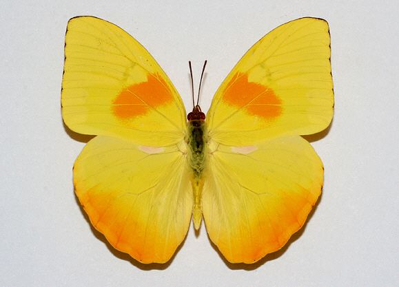 Phoebis philea Butterflies of Amazonia Phoebis philea