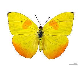 Phoebis philea httpsuploadwikimediaorgwikipediacommonsthu