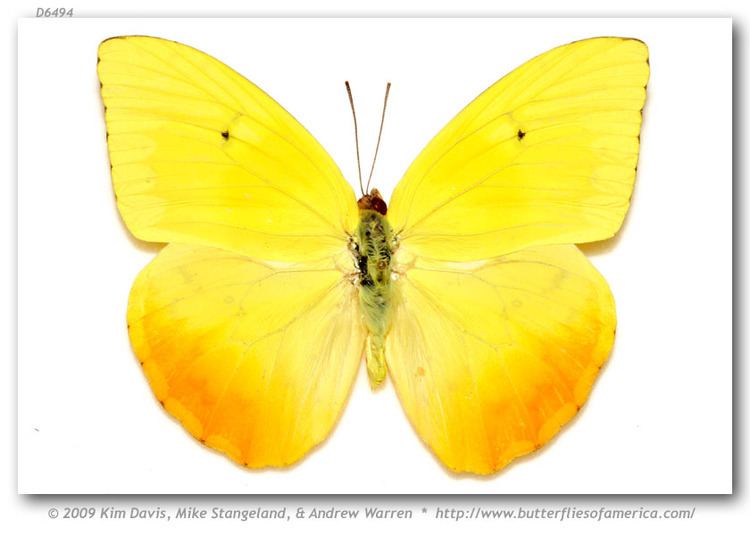 Phoebis philea Phoebis philea huebneri pinned specimens