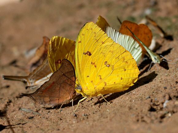 Phoebis philea Butterflies of Amazonia Phoebis philea