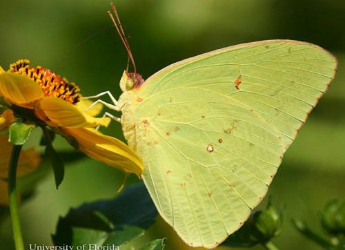 Phoebis sennae cloudless sulphur Phoebis sennae Linnaeus