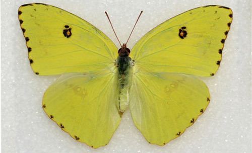 Phoebis sennae cloudless sulphur Phoebis sennae Linnaeus