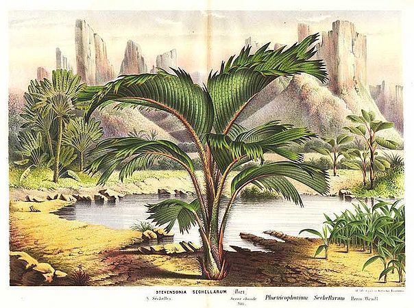 Phoenicophorium Phoenicophorium borsigianum Palmpedia Palm Grower39s Guide