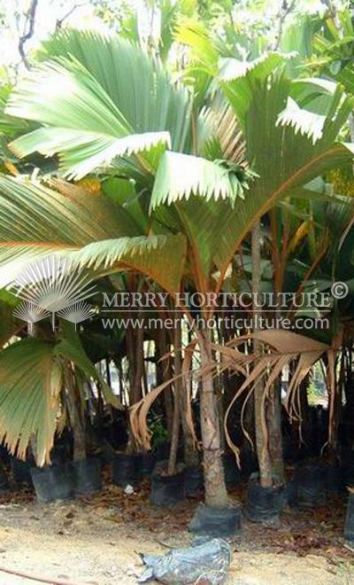 Phoenicophorium Tropical Palms and Cycads Merry Horticulture International