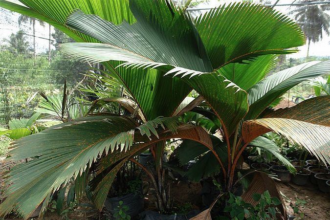 Phoenicophorium Phoenicophorium borsigianum Palmpedia Palm Grower39s Guide