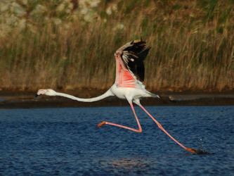 Phoenicopteridae Phoenicopteridae