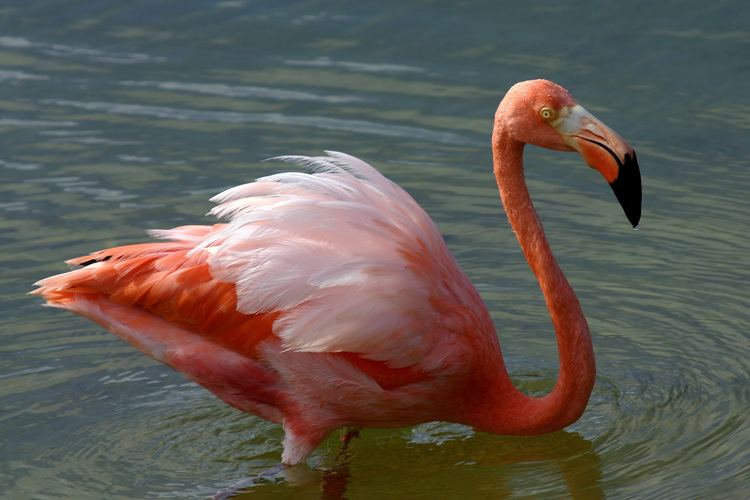 Phoenicopteridae Birds of the Family Phoenicopteridae Flamingos Hotspot Birding