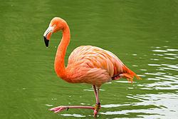 Phoenicopteridae httpsuploadwikimediaorgwikipediacommonsthu