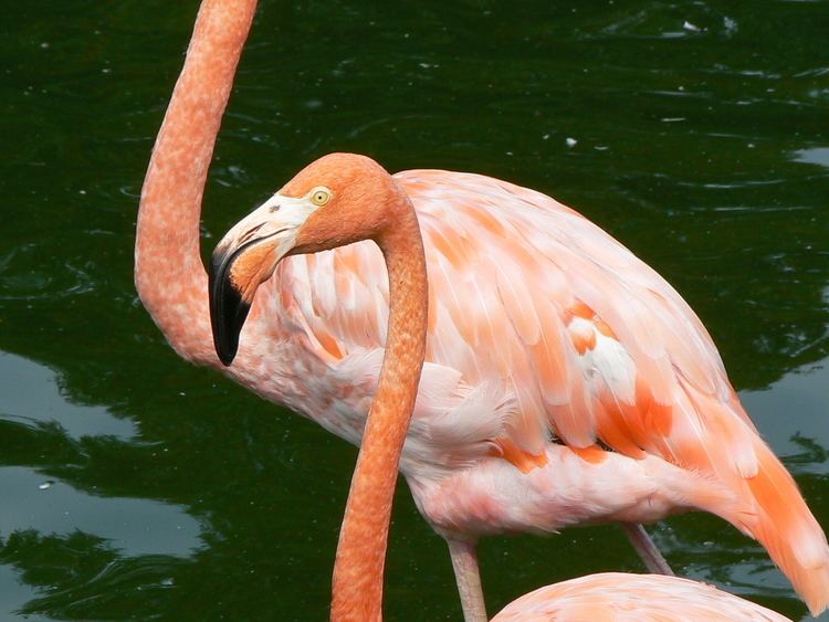 Phoenicopteridae FilePhoenicopteridae zooJPG Wikimedia Commons