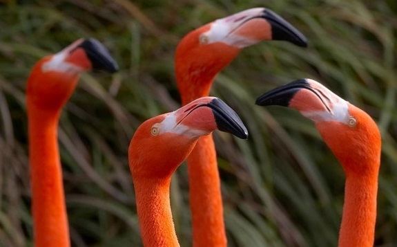 Phoenicopteridae Flamingo Phoenicopteridae Facts About Animals
