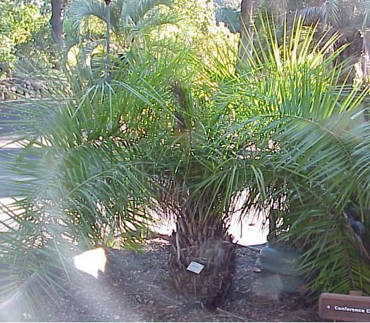 Phoenix acaulis Palm SocietyNorthern California Chapter