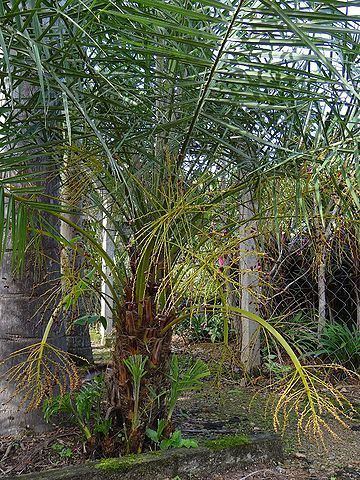 Phoenix acaulis Phoenix acaulis Palmpedia Palm Grower39s Guide