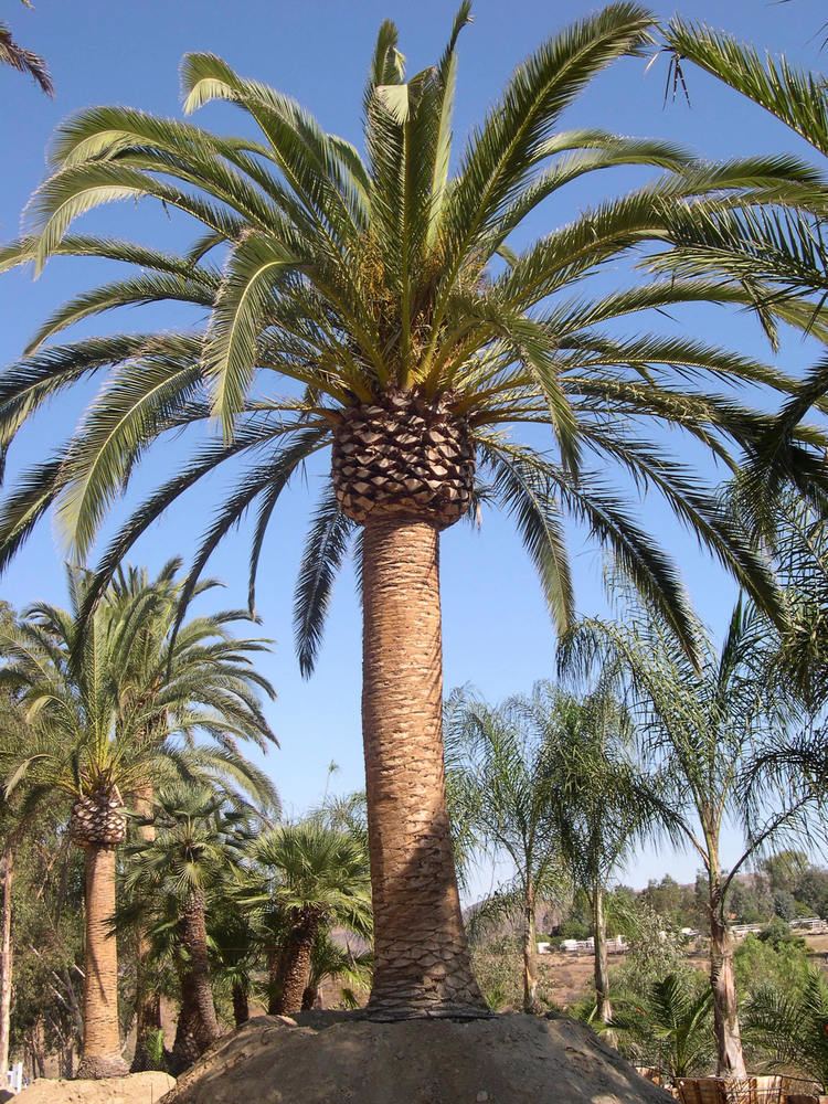 Phoenix canariensis Located in San Diego