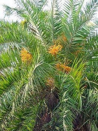 Phoenix loureiroi Phoenix loureiroi Palmpedia Palm Grower39s Guide