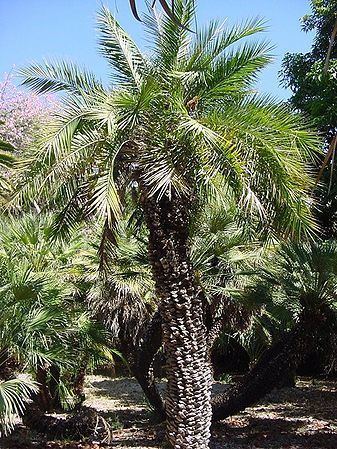 Phoenix loureiroi Phoenix loureiroi Palmpedia Palm Grower39s Guide