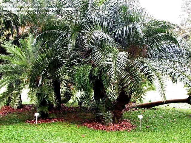 Phoenix paludosa PlantFiles Pictures Mangrove Date Palm Phoenix paludosa by palmbob