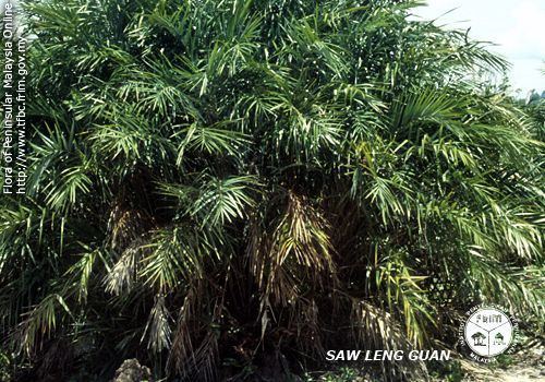 Phoenix paludosa Phoenix paludosa Palmpedia Palm Grower39s Guide