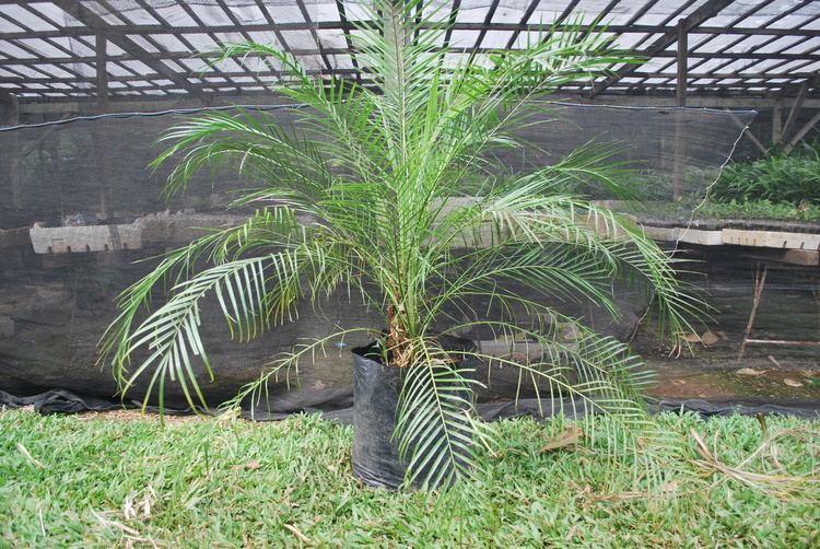 Phoenix (plant) Phoenix Palm Cainta Plant Nursery