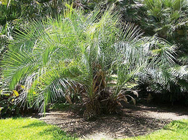 Phoenix pusilla Phoenix pusilla Palms For California