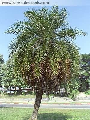 Phoenix pusilla Phoenix pusilla buy seeds at rarepalmseedscom