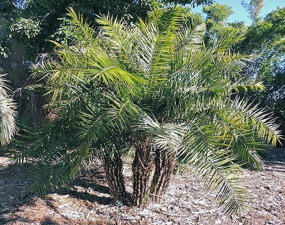 Phoenix pusilla Phoenix pusilla Palms For California