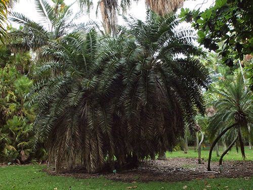 Phoenix pusilla Phoenix pusilla Palmpedia Palm Grower39s Guide